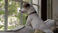 狗狗的十個(gè)有趣的小心思，你可一定要知道！