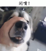 自從養了狗，撿屎官們就多了這些口頭禪……