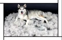 毛質(zhì)差、過度脫毛？華興重磅推出犬美毛處方糧