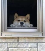 養(yǎng)一只狗是我做過(guò)最滿(mǎn)足的決定！