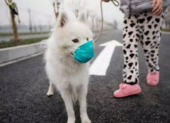 疫情下，如何保證寵物的安全？