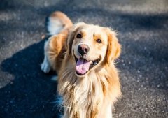 春季養狗，需要注意什么？ 華興寵物食品