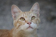 流浪貓可以帶回家養嗎？怎么把流浪貓帶回家養？