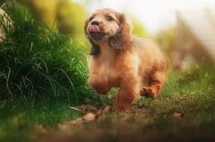 帶狗出門的五大注意事項，做個合格的養犬人