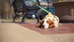 天氣熱了，寵主們請停止對狗狗的傷害！