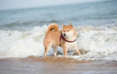夏季遛狗，要避開這四種不良行為，你別不知道