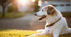 合理喂養寵物狗有技巧，你知道嗎? 華興寵物食品