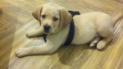 注意！狗狗的這些動作不是撒嬌，而是求助！