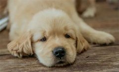 秋天，狗狗需要格外＂謹防＂的幾類疾病