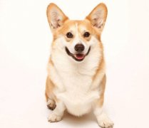 小型犬有非常特殊的需求需要特別照顧,你知道嗎？