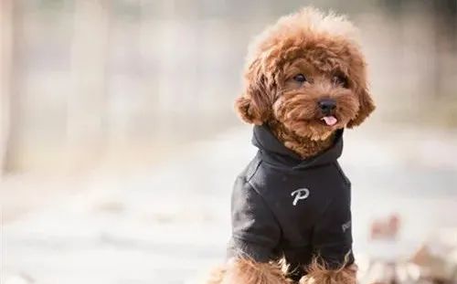 養狗，這些“低級錯誤”千萬不能犯！