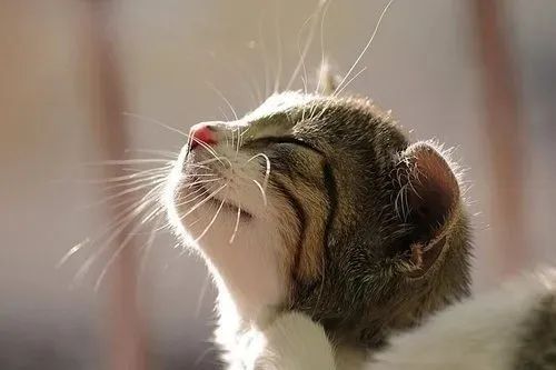 養貓忠告：這3件事一定要做，還有3件事千萬不要做！