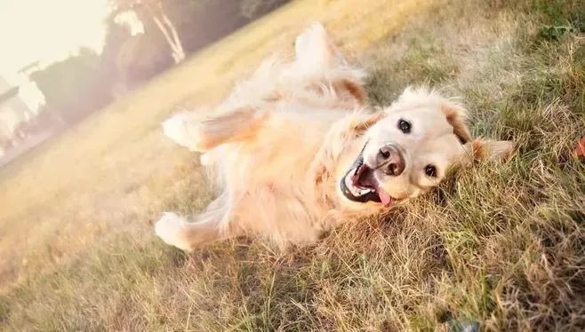 撒嬌狗狗最好命！狗界撒嬌狂，養一只很幸福！