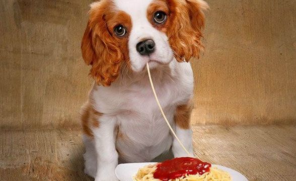 為什么要選寵物糧？